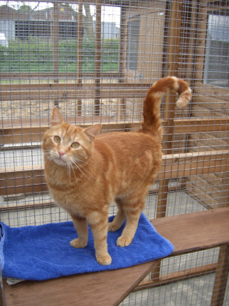 Cat in one of the boarding chalets at Radmore Cattery